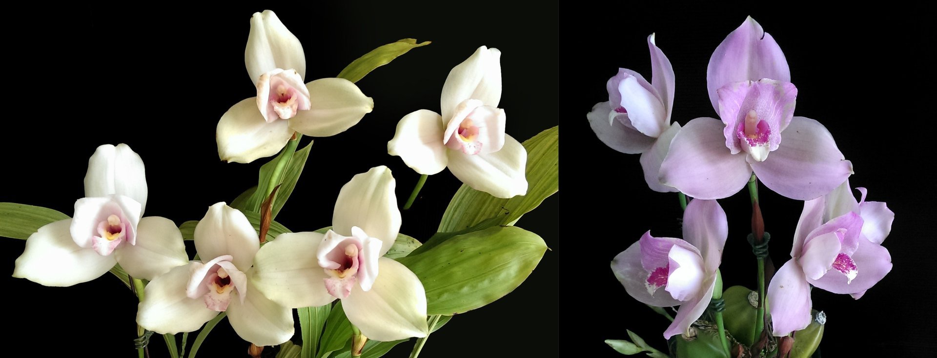 Lyc.Kiama'No 13'x(Lyc. Shonsn Harmany x Lyc. Aubum) 3