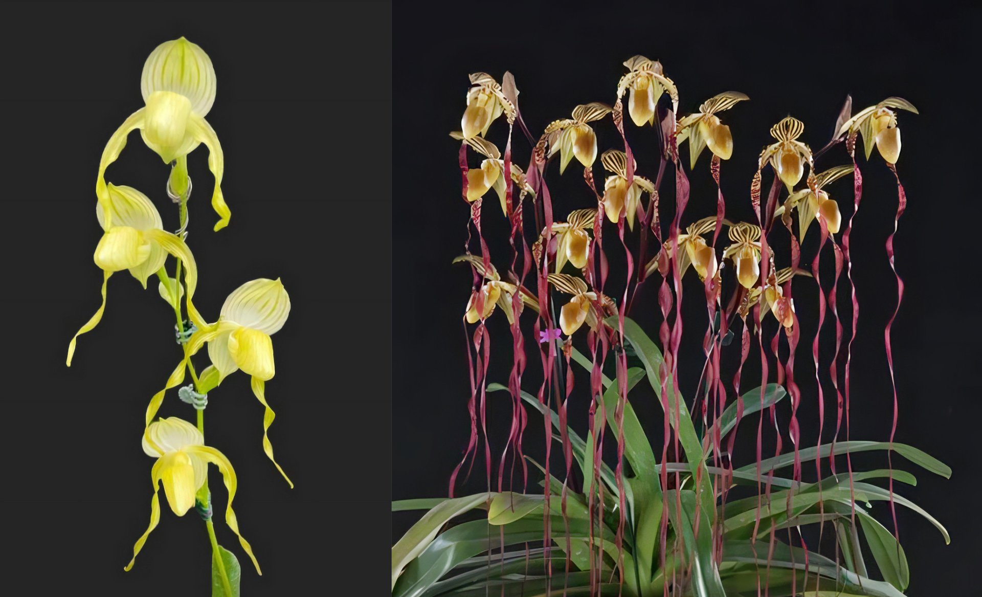Paph.Bobby Orr  x Paph.sanderianum 3