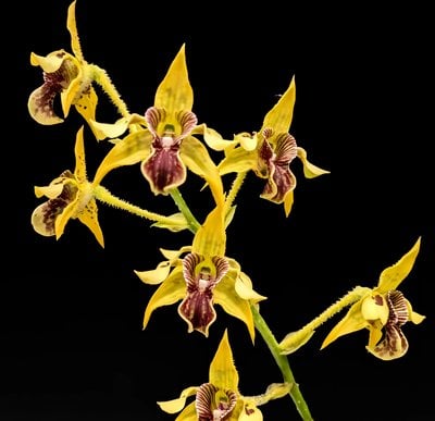 Den.alexandrae  X Den.(shiraishii x macrophyllum)