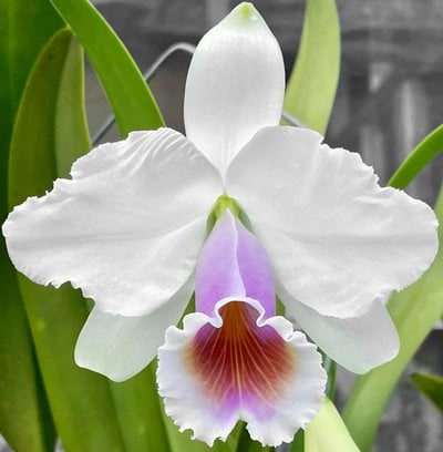 Cattleya quadricolor semi/alba x sib