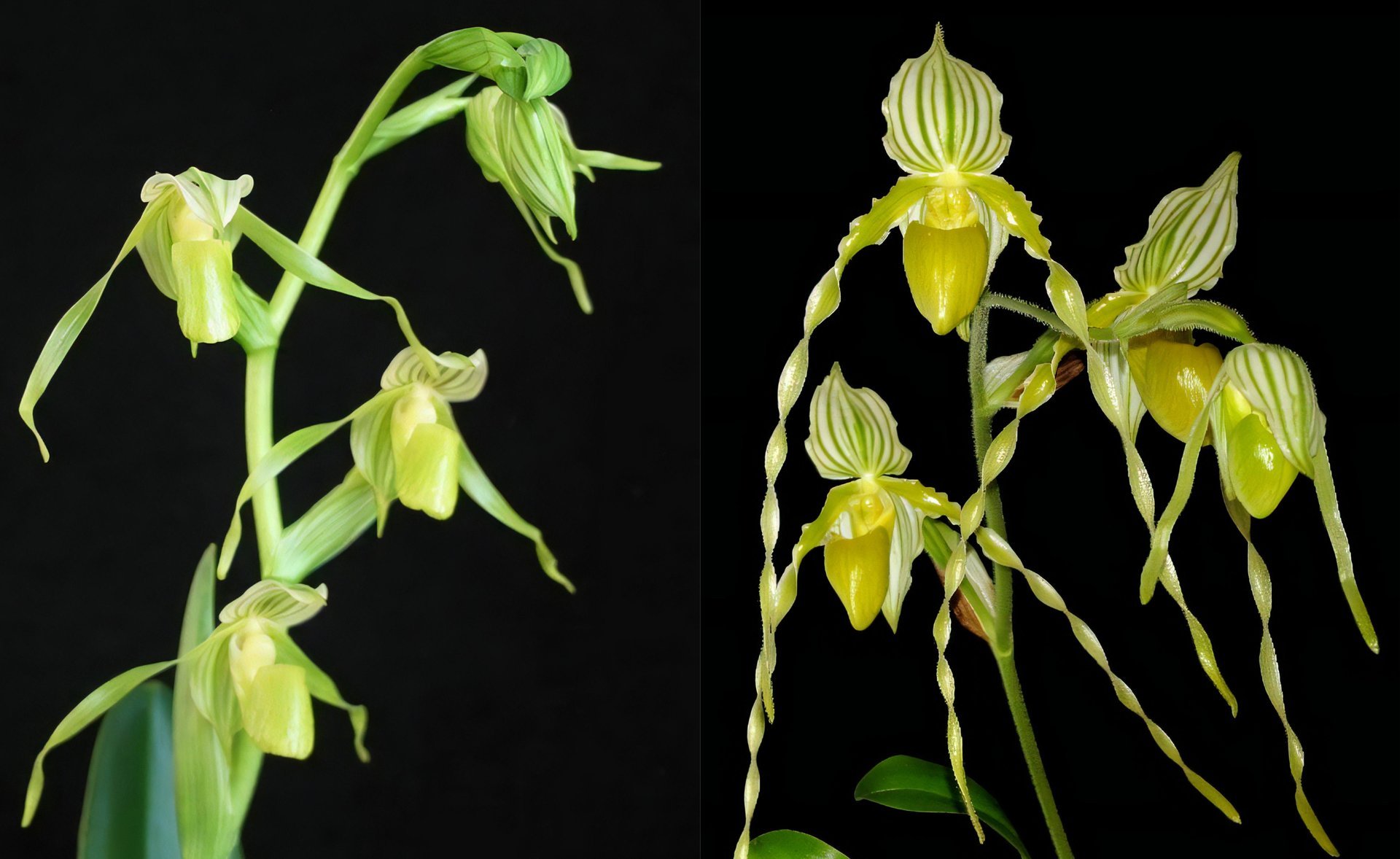Paph.kolopakingii fma.albums x Paph.philippinense fma.album 3