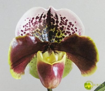 Paph.appletonianum x Paph. Enzan Kitty