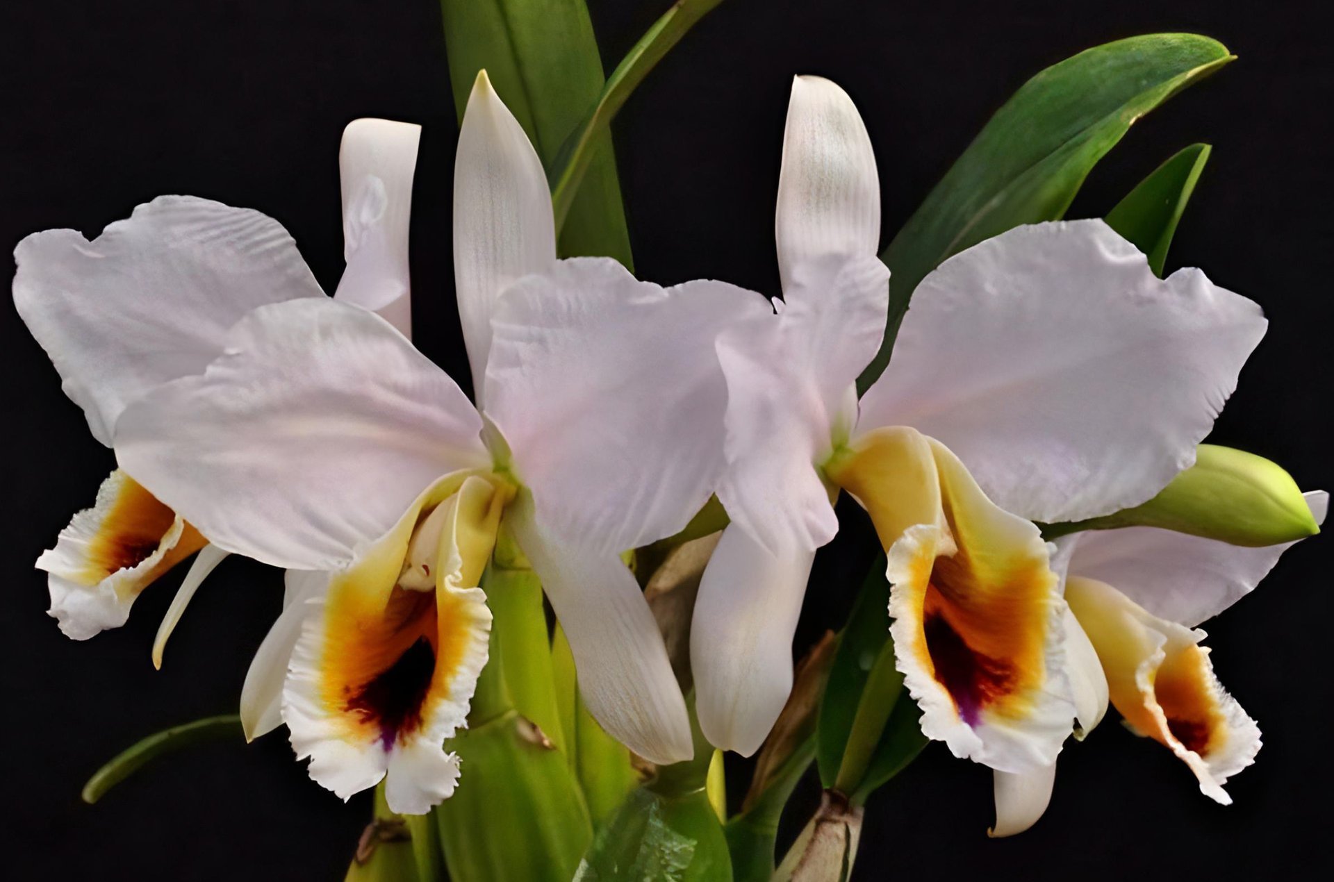 C. percivaliana fma. coerulea x sib