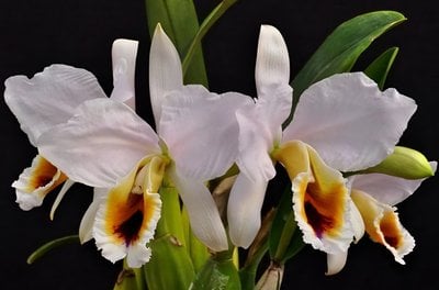 C. percivaliana fma. coerulea x sib