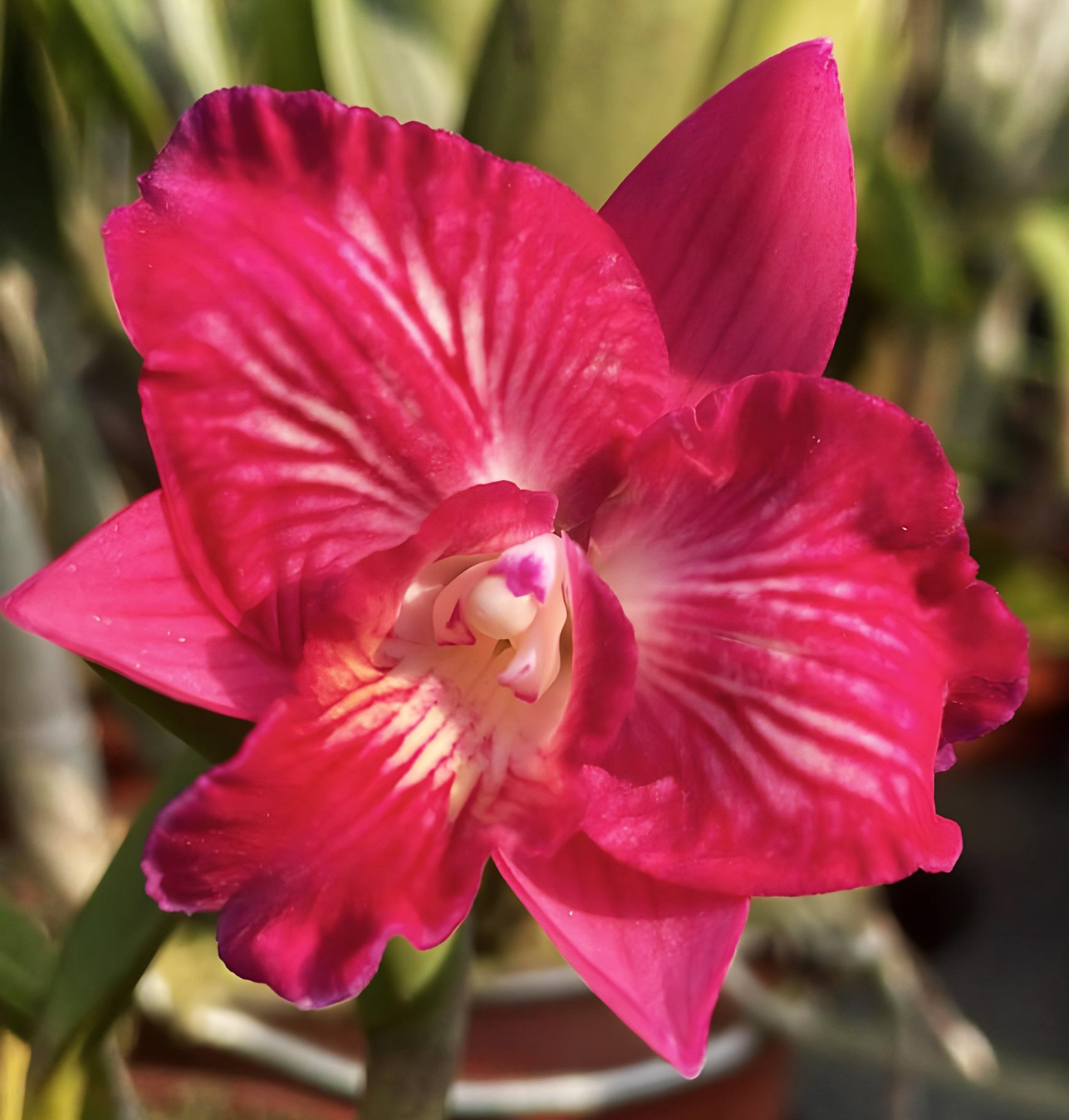 Cattleya  Cosmos x Guarianthe aurantiaca “Yellow”