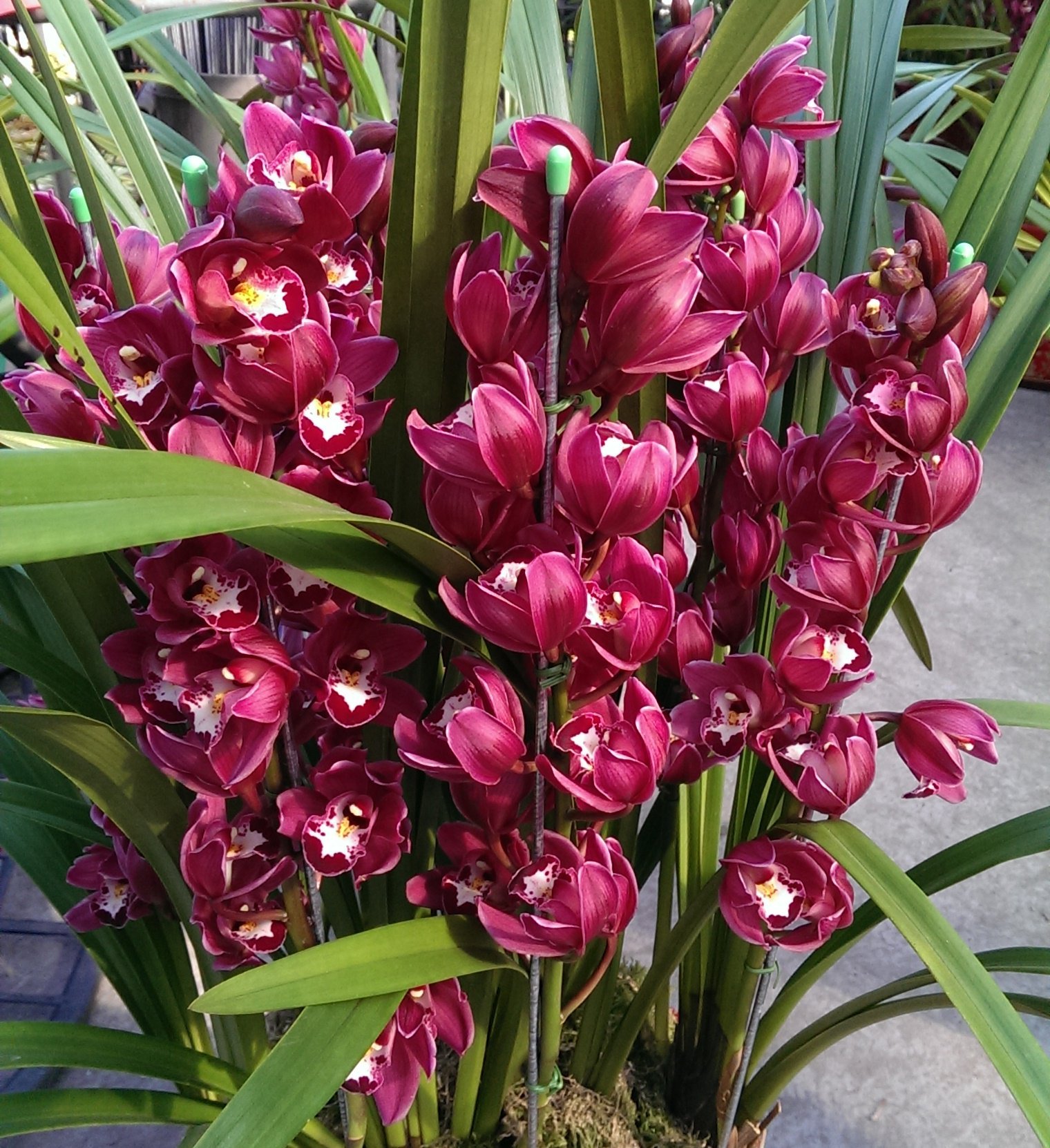 Cymbidium Kenny"Black Pearl" 2