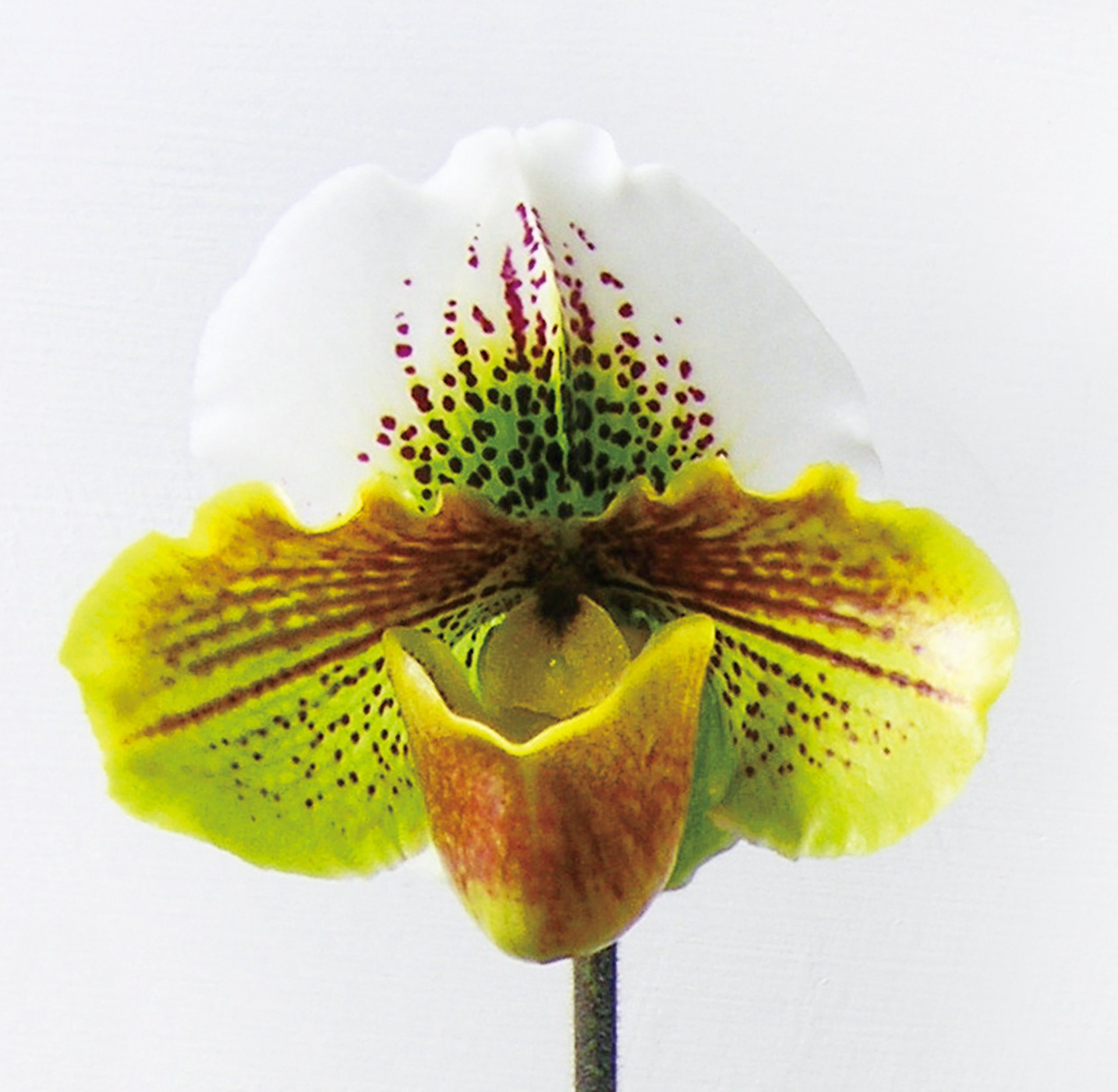Paph.Yi-Ying Colorful Clouds(Clone)