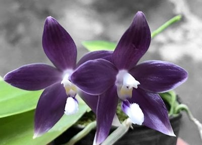 Phal.speciosa  'Blue'X   Phal.schilleriana