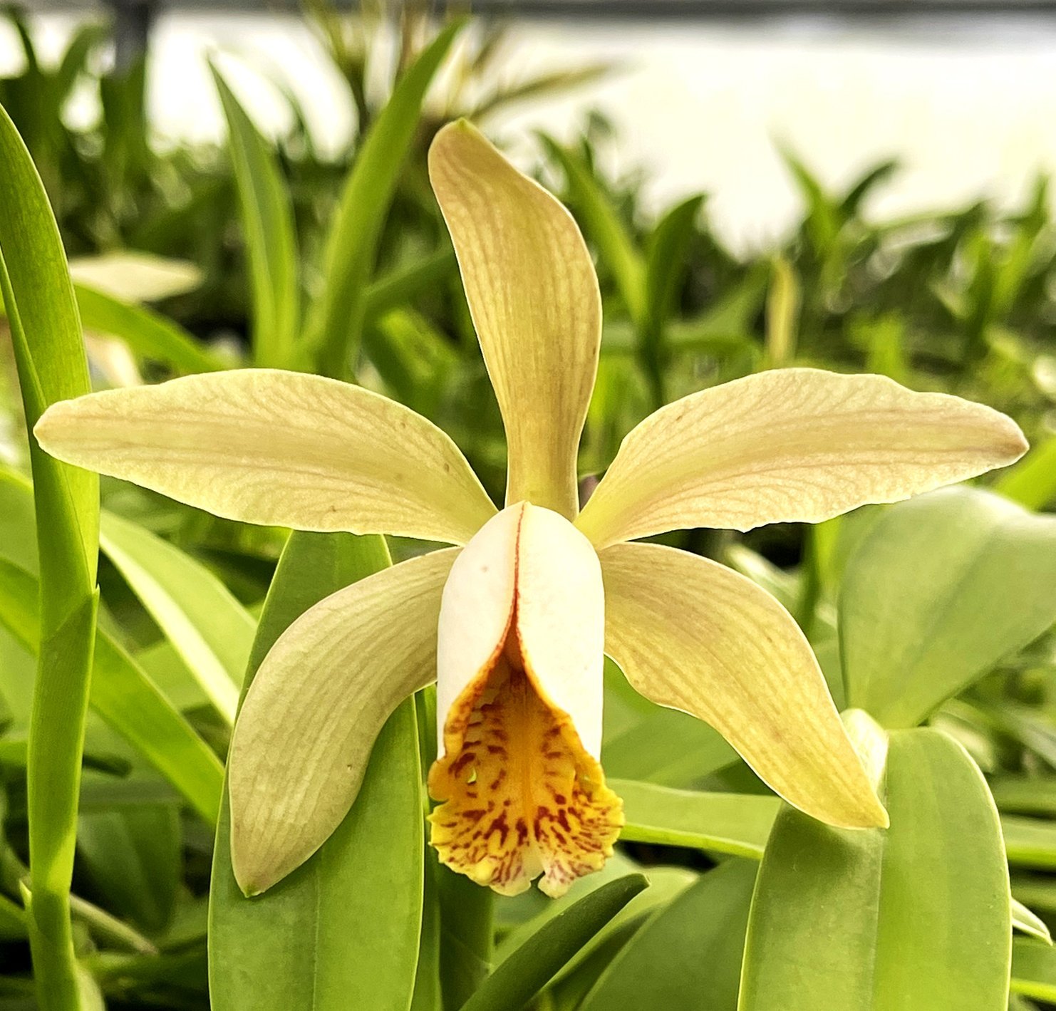 Cattleya forbesii x self