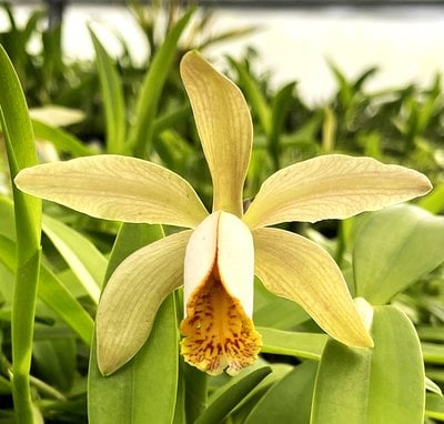 Cattleya forbesii x self