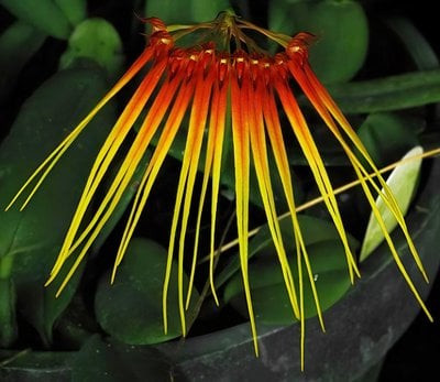 Bulb.hirundinis