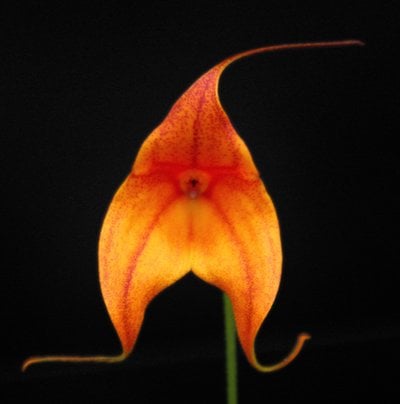 Masdevallia Kimballiana
