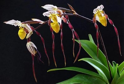 Paph.philippinese x sib