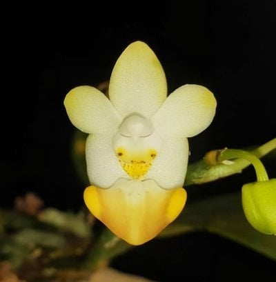 Phal. lobbii"orange" X sib