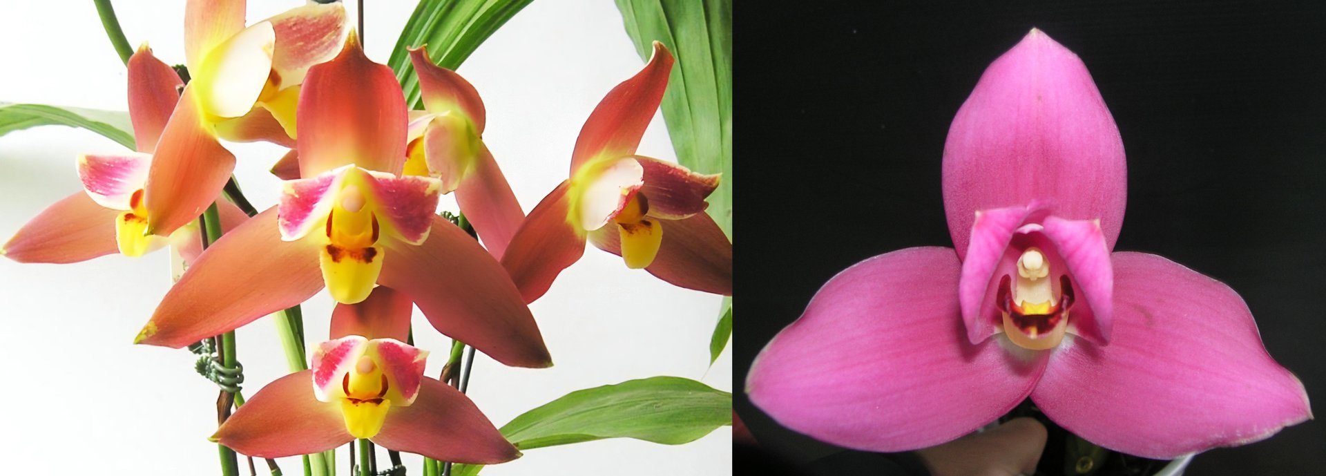 (Angulocaste Red Jewel’Red Baby’) X (Lyc.Fire Bird x Gayser Gold) 3