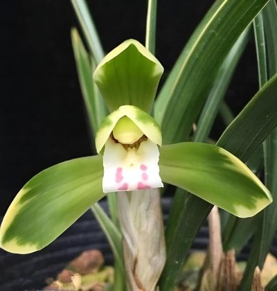 Cymbidium goeringii " Tian Tsao"