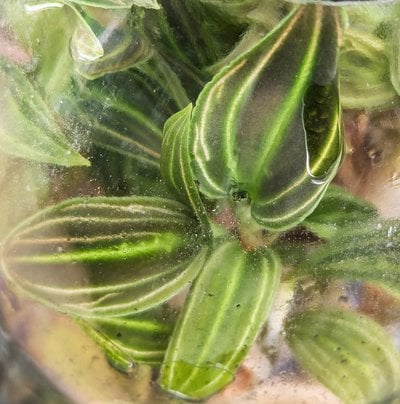 Macodes sanderiana 'single line'
