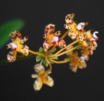 Bulbophyllum violaceolabellum