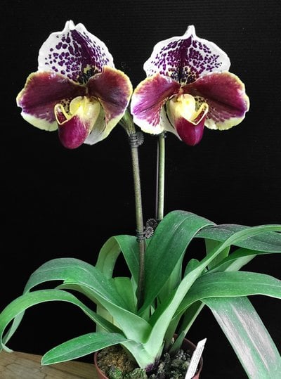 Paph.(Spotted World x Lancer) x Wiedenbrueck Passion