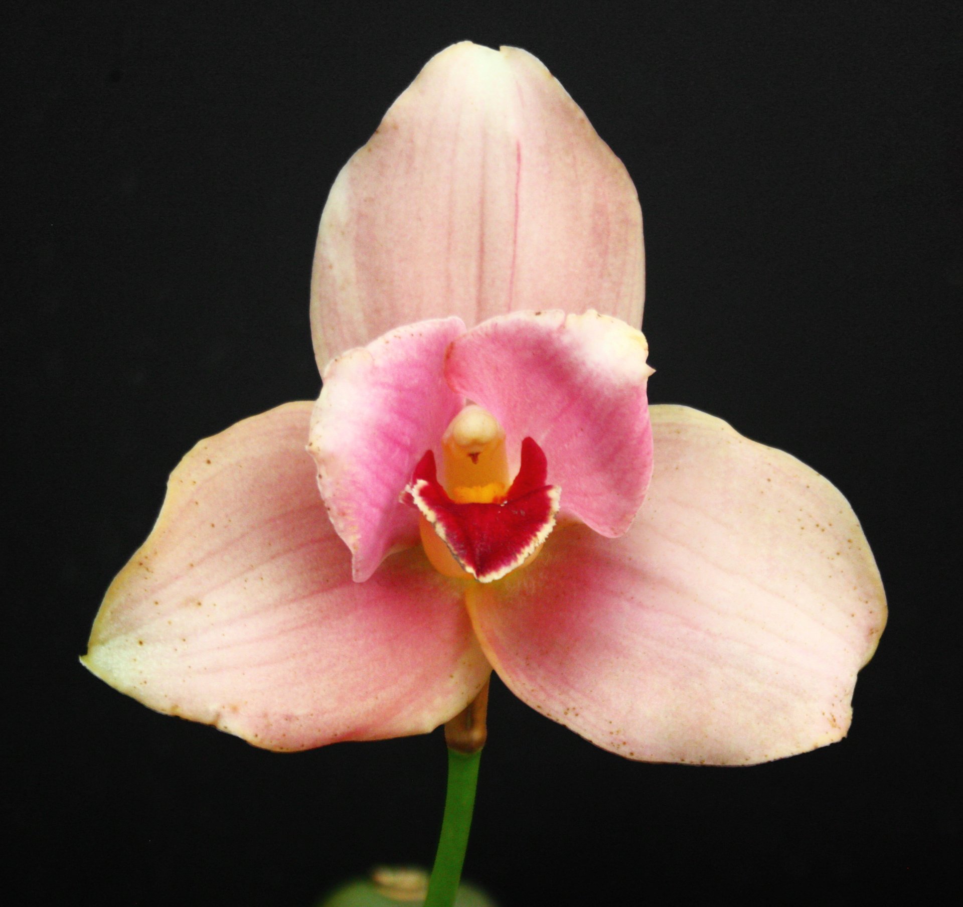 Lyc. Yi-Ying Sakura 'No 40'  x (Angulocaste Red Jewel 'Red Baby' x Lyc.Jean Tolliday Kendolie) 'No 149' 2
