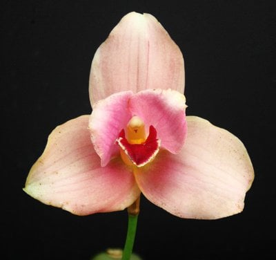 Lyc. Yi-Ying Sakura 'No 40'  x (Angulocaste Red Jewel 'Red Baby' x Lyc.Jean Tolliday Kendolie) 'No 149'