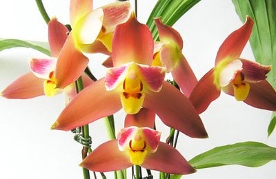 Angulocaste Red Jewel 'Red Baby' x Lyc.Jean Tolliday Kendolie