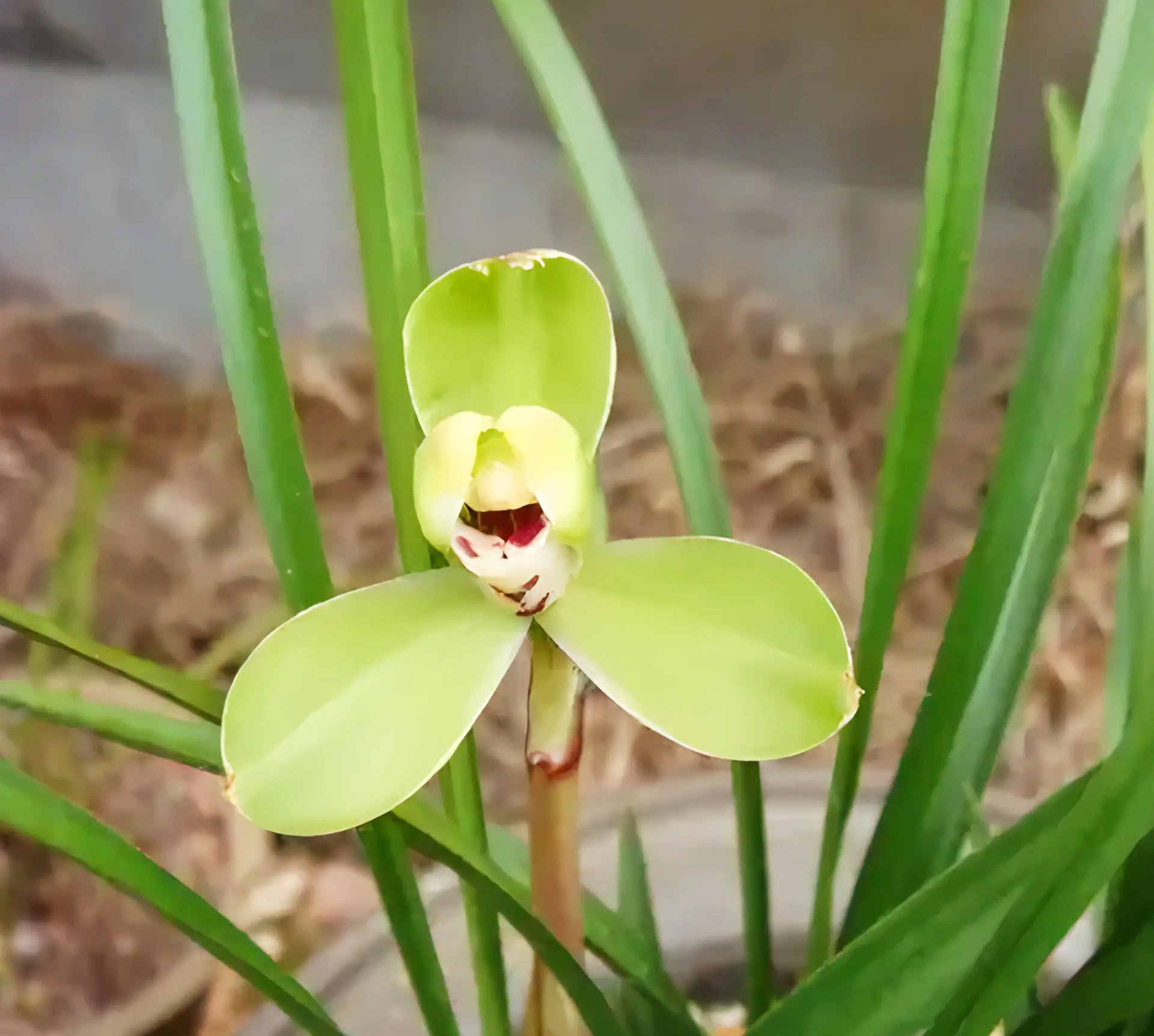 Cymbidium goeringii "Wan Zih"