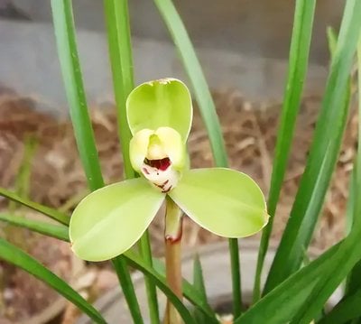 Cymbidium goeringii "Wan Zih"