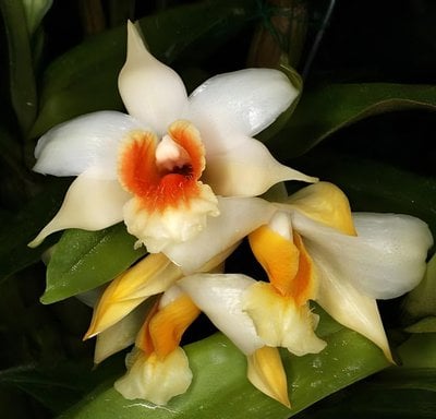 Dendrobium cariniferum
