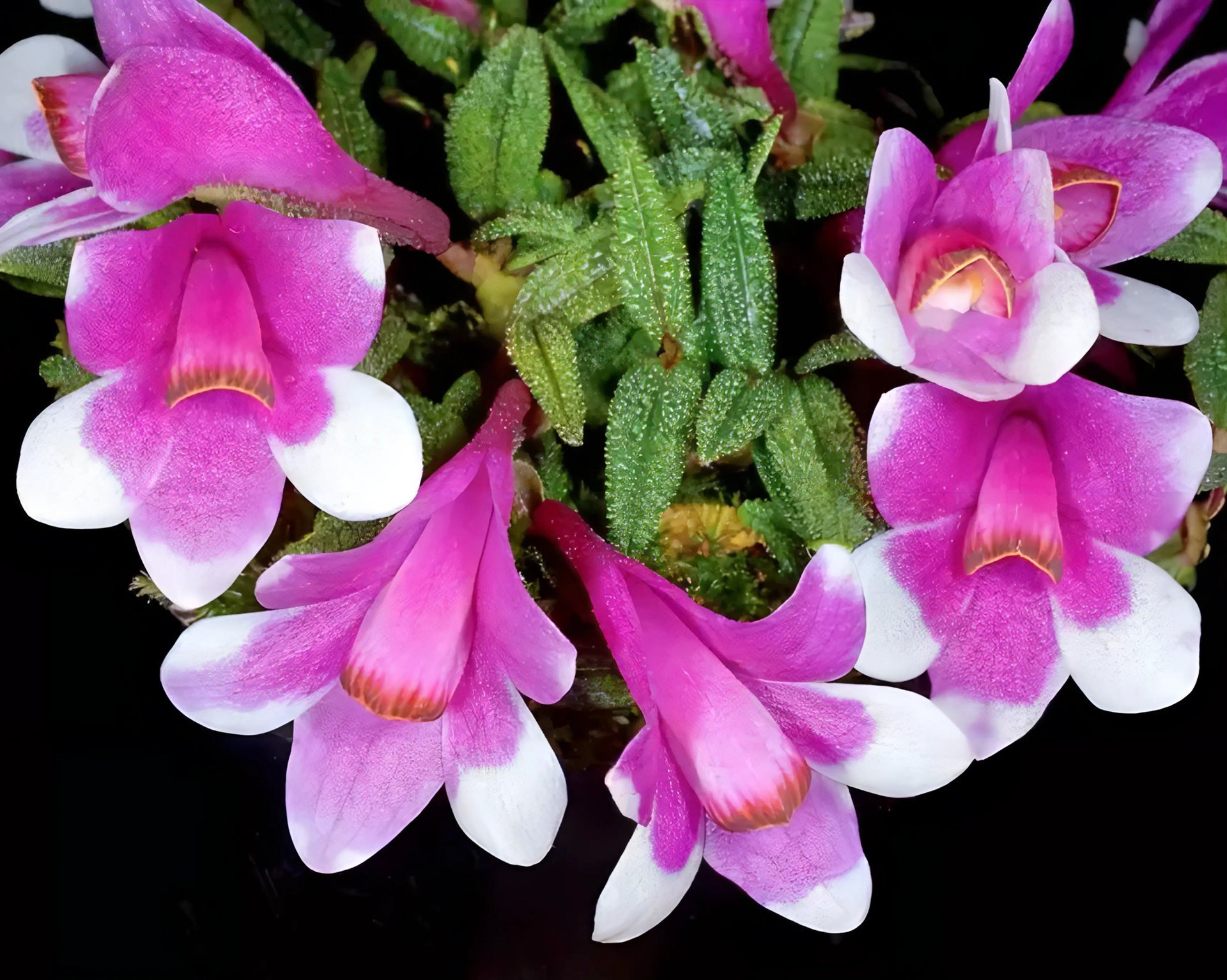 Dendrobium cuthbertsonii x sib