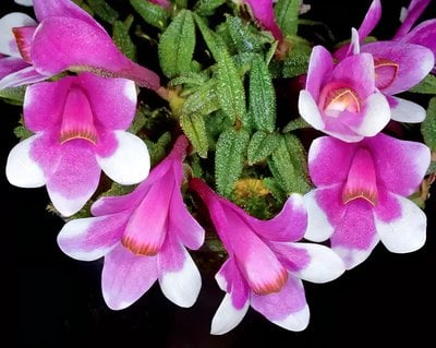 Dendrobium cuthbertsonii x sib