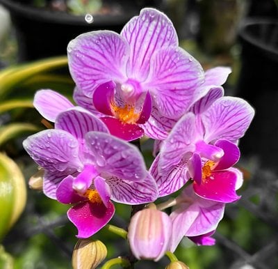 Phal.Sogo Vivien x Phal.violacea'indigo'