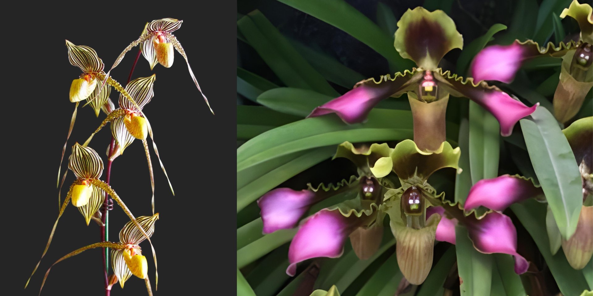 Paph.Saint Swithin x Paph.hirsutissimum var. esquirolei 3