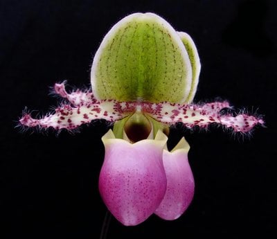 Paph. niveum x Paph.glaucophyllum