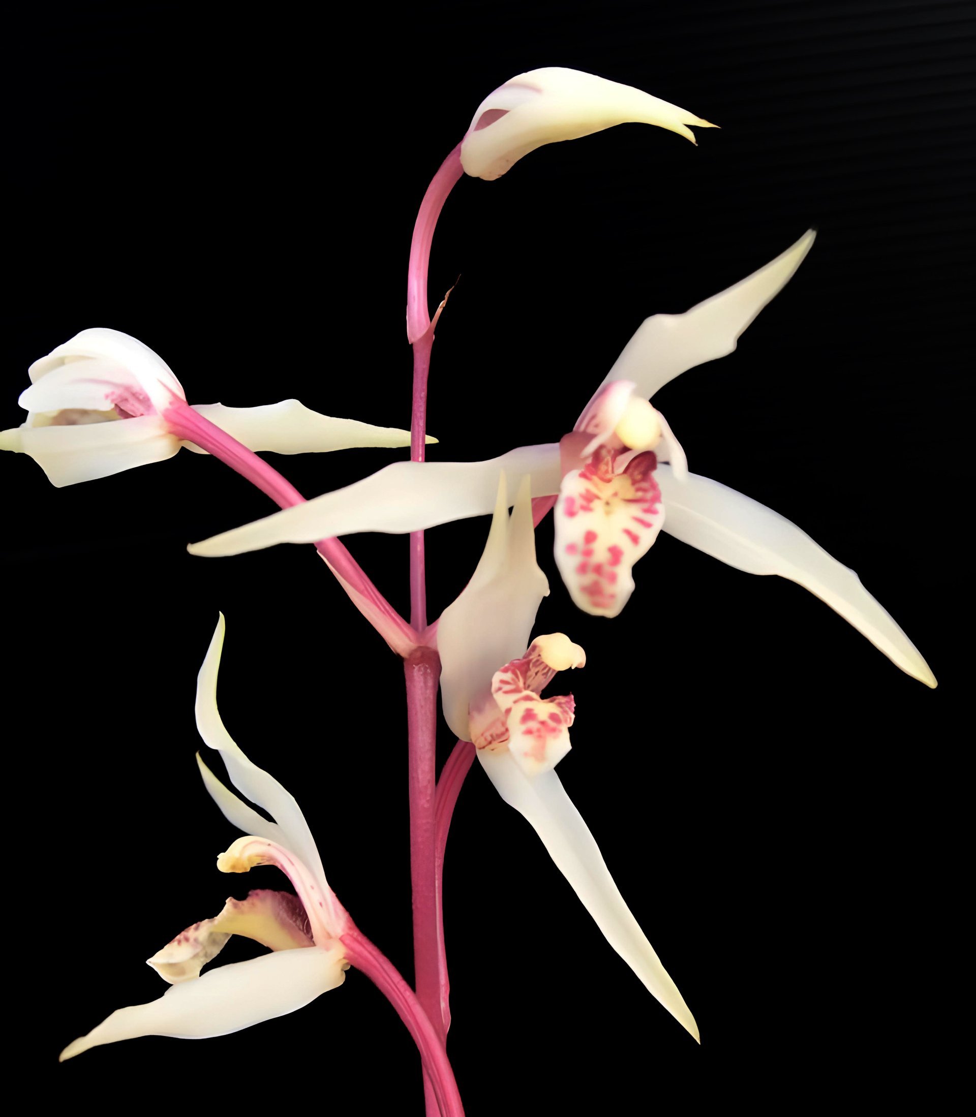 Cymbidium eburneum x Cymbidium kanran"Red spike ,white flower'紅桿白花 2