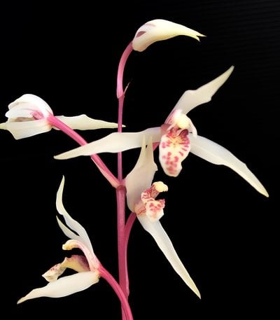 Cymbidium eburneum x Cymbidium kanran"Red spike ,white flower'紅桿白花