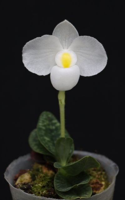 Paph. delenatii alba'leave small'