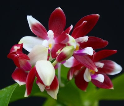 Phal.speciosa 'deep red' x self