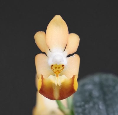 Phal. lobbii 'orang' #3 X sib