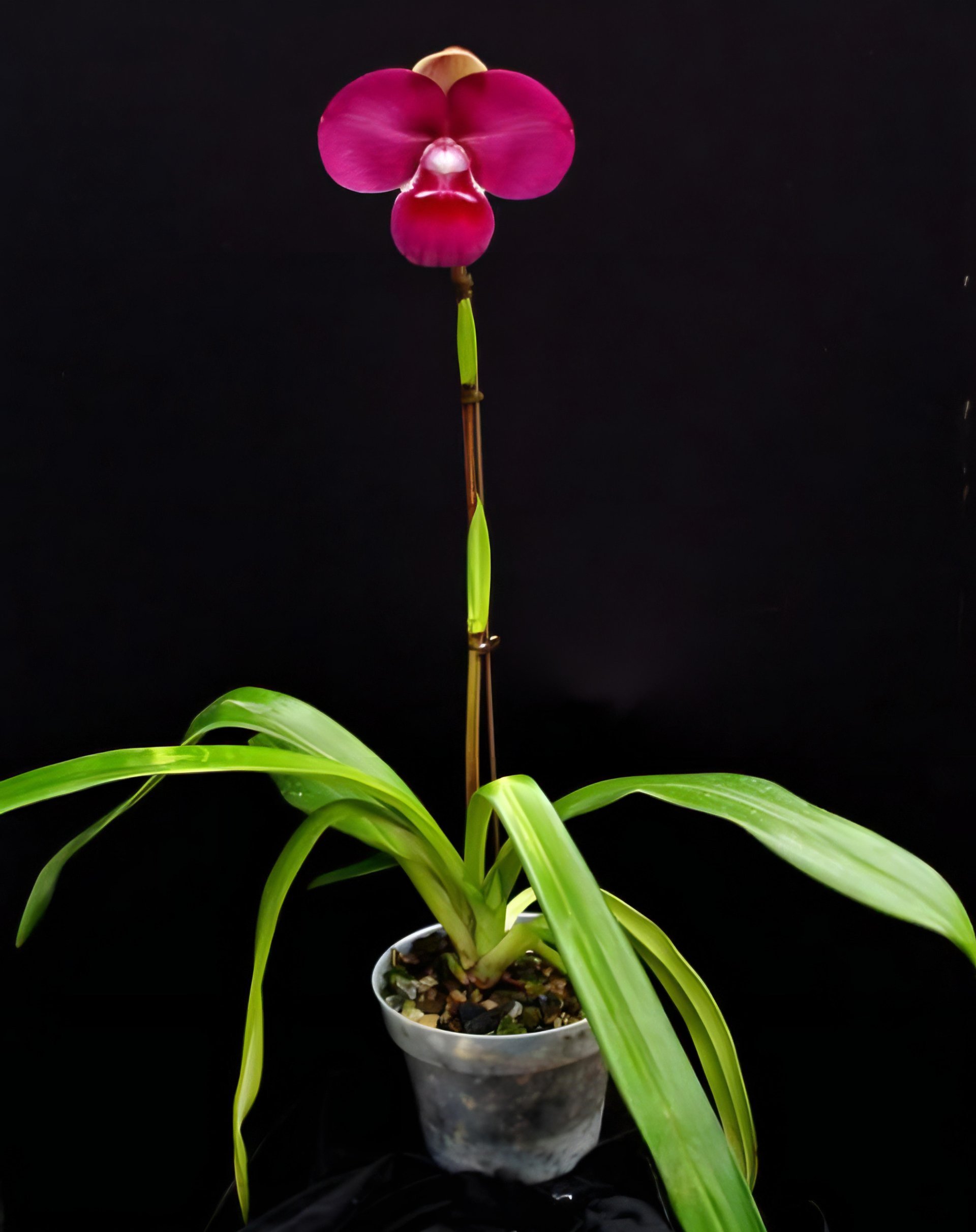 Name (kovachii sib) (10 plants in) 2