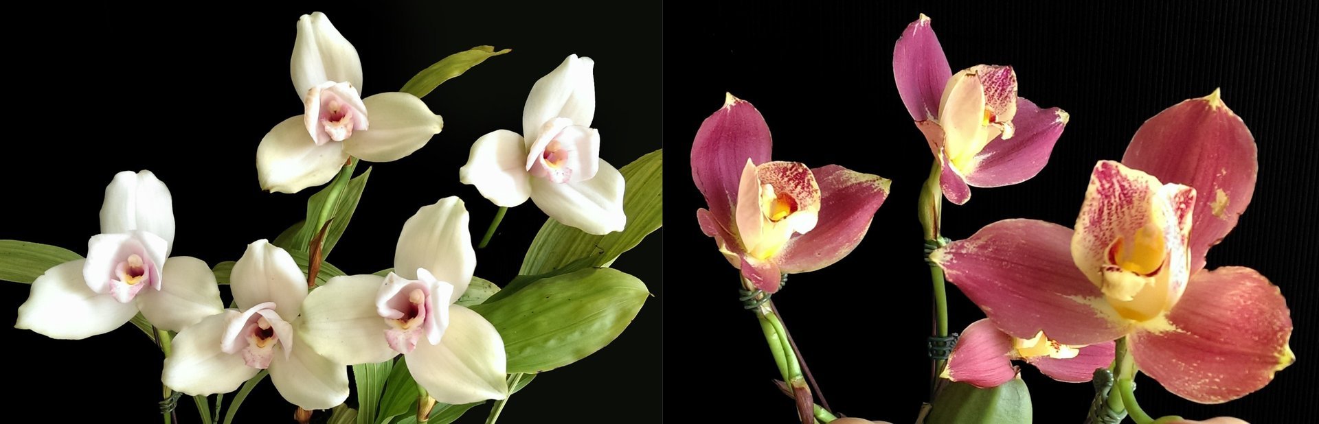 Lyc.Kiama'No 13'x Angulocaste Red Jewel 3