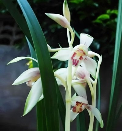 Cymbidium ensifolium"Sun Moon Lake Love"