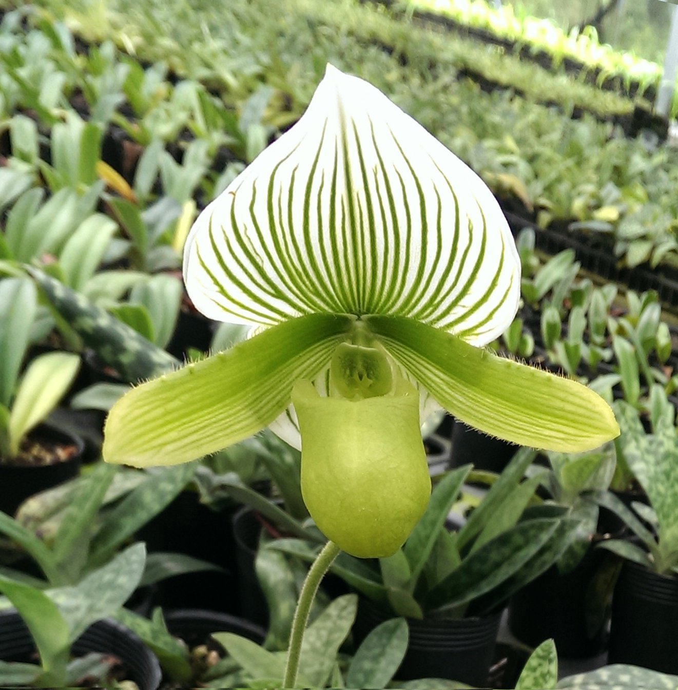 Paph.Yi-Ying Green Coral x Paph.Enzan Kitty