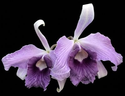Cattleya purpurata var.werckhauseri-striata x sib