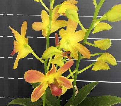 Den.Yellow Angel