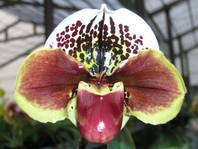 Paph.Yi-Ying Twinkling Stars