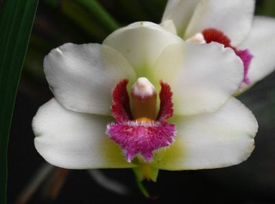 Lycaste deppei x Bifrenaria atropurpurea