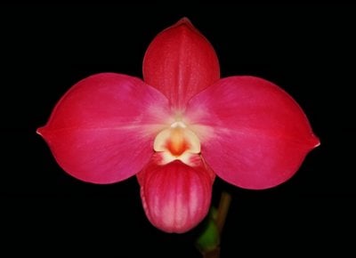 Phragmipedium Peruflora's Cirila Alca