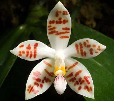 Phal.sumatrana "Palawan " x Phal.zebrina "Palawan "