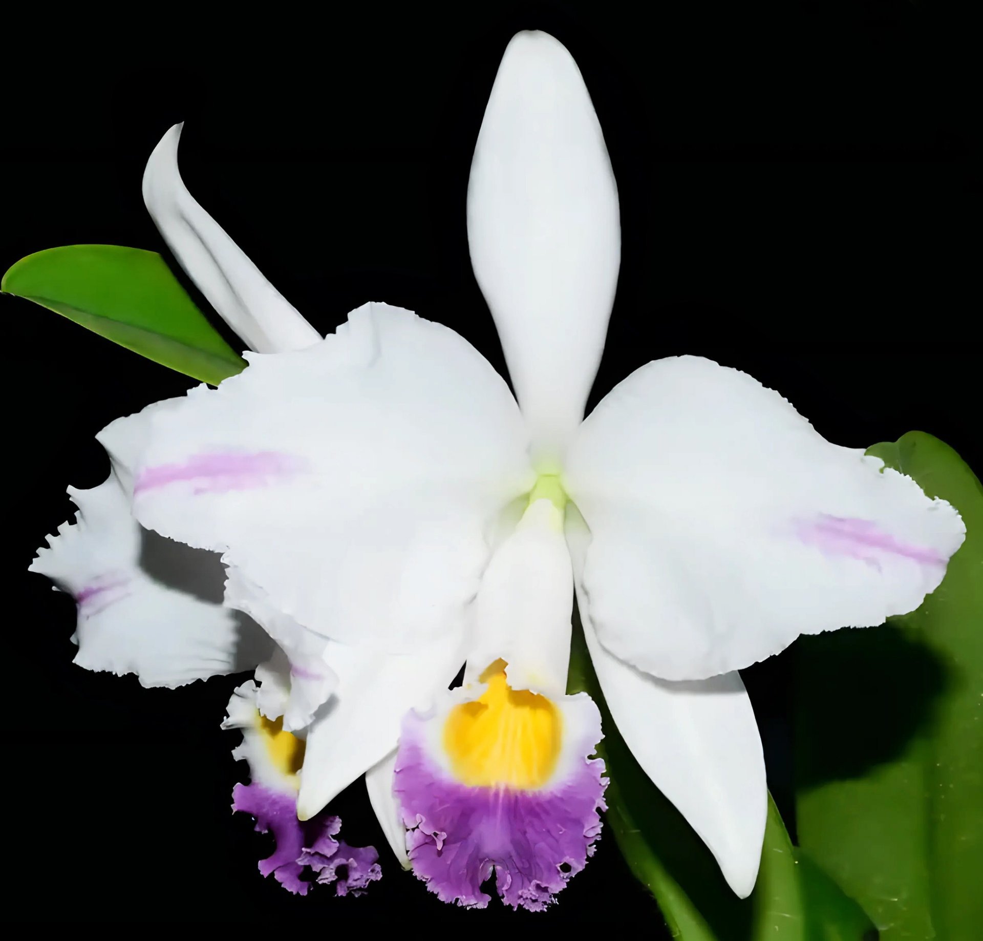 Cattleya  mendelii f.coerulea